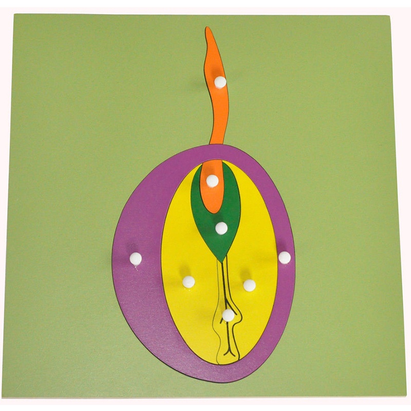 Seed Puzzle - Montessori educational material for learning plant anatomy and seed parts